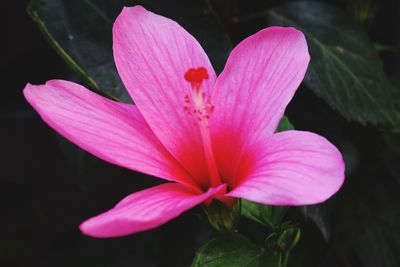 Close-up of pink flower