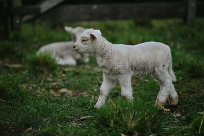 Sheep standing in a field