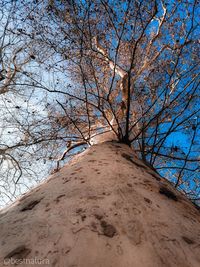 Low angle view of bare tree against sky