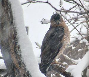 Low angle view of bird perching on snow