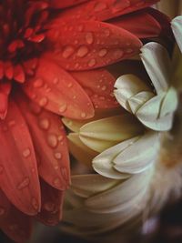 Close-up of wet rose