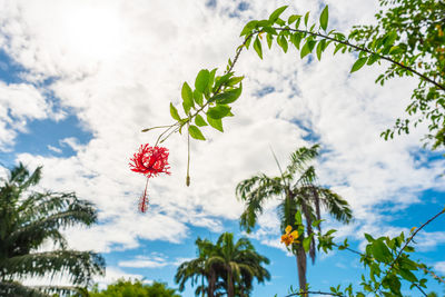 Low angle view of red flowering plant against sky