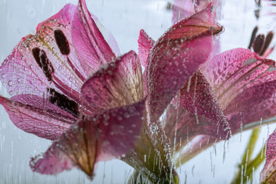 Close-up of wet pink flowers