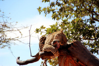 Low angle view of a cat on tree