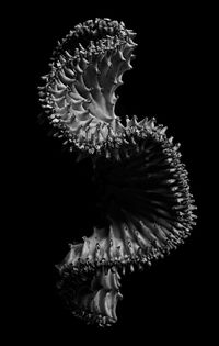 Close-up of flower over black background