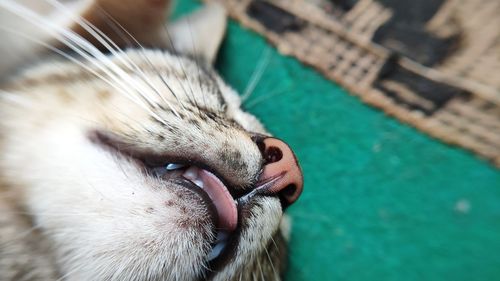 Close-up of a cat