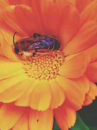 Close-up of bee on yellow flower