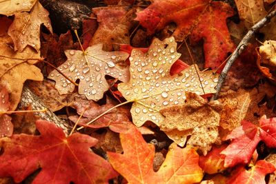 High angle view of maple leaves on water