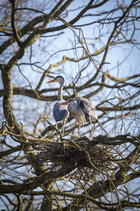 Bird perching on tree against sky