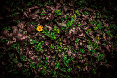 High angle view of flowering plants and leaves