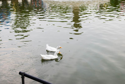 High angle view of swans swimming in lake