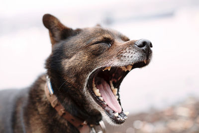 Close-up of a dog looking away