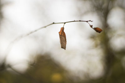 Close-up of dry leaf on branch