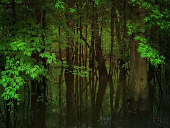 View of trees in forest