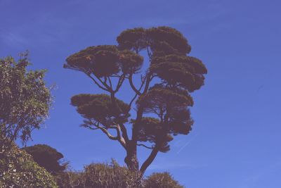 Low angle view of trees against clear blue sky