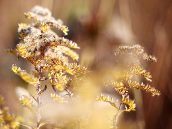 Close-up of yellow flowers