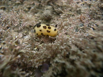 Close-up of crab in sea