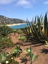 Plants growing on beach against sky