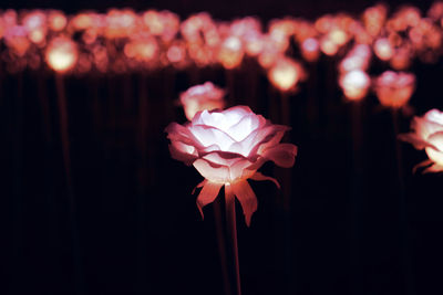 Close-up of illuminated flowers at night