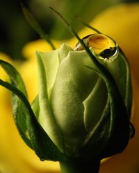 Close-up of insect on yellow flower