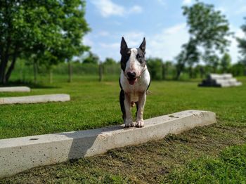 Portrait of dog on grass