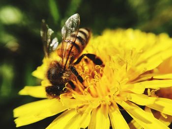 Close-up of bee on yellow flower