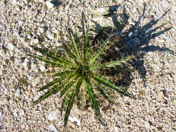 High angle view of succulent plant on field