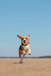 Portrait of dog on beach against clear sky