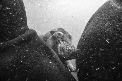 Baby hippo