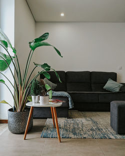 Potted plant on table at home