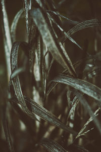 Close-up of plant