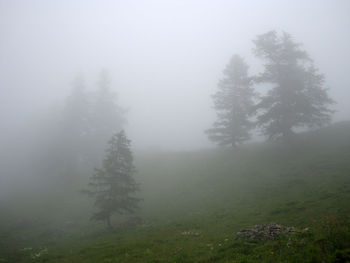 Trees in forest during foggy weather