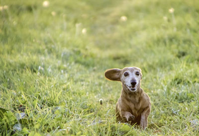 Portrait of dog sitting on grass