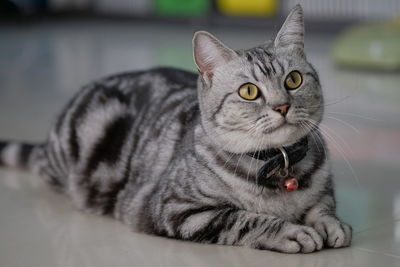 Close-up portrait of a cat