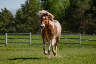 Horse standing on field