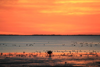 Flock of birds in the sunset