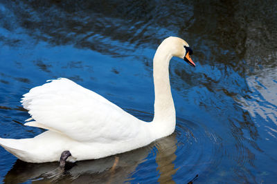 Close-up of swan swimming in lake