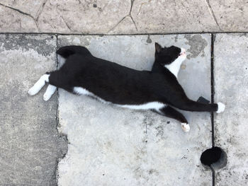 High angle view of cat lying on sidewalk