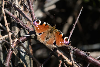 Close-up of peacock butterfly perching on twig, aglais io