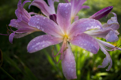 Close-up of water drops on pink flower