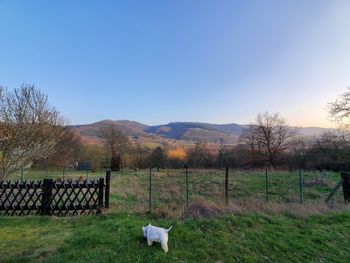 Scenic view of field against clear sky