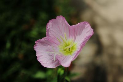 Close-up of pink flower