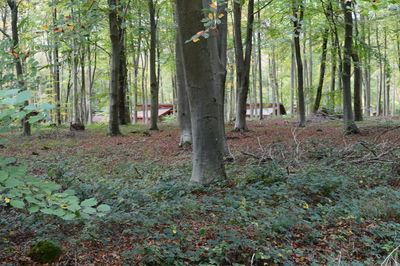 Trees in forest