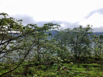 Trees growing on field against sky