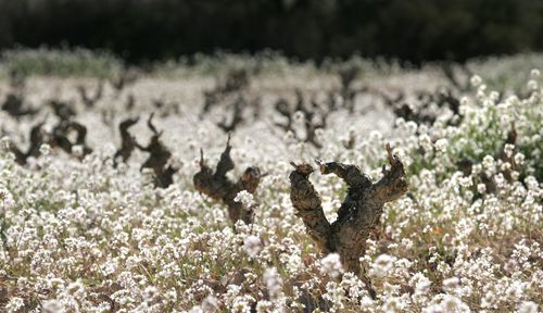 Close-up of white flowers on field