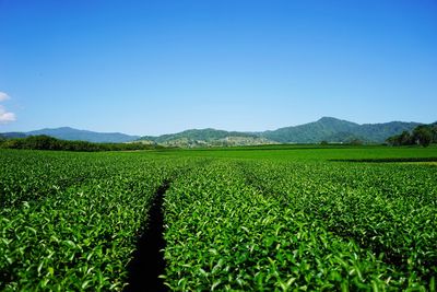 Scenic view of agricultural field against clear blue sky