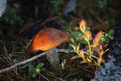 Close-up of mushroom growing on field