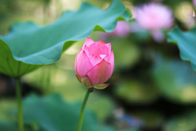 Lotus blossoms in the park pond