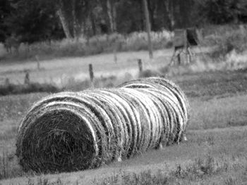 Close-up of grass on field
