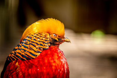 Close-up of a bird